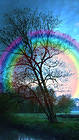 Rainbow Tree iPhone 6S Plus Wallpaper