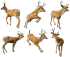 3D Deers Collection PNG Clipart