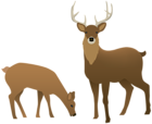 Stag and Doe Transparent PNG Image