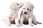 Two Cute white Puppies PNG Picture