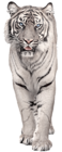 White Tiger PNG Picture Clipart