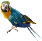 Large Parrot PNG Clipart