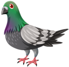 Pigeon Transparent PNG Image