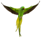 Transparent Green Parrot PNG Picture