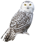 Transparent White Owl PNG Picture
