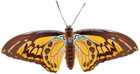 Brown Butterfly PNG Clip Art Image
