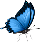 Butterfly Color Blue PNG Clipart