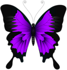 Purple Butterfly PNG Clip Art Image