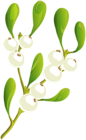 Christmas White Plant PNG Clip Art Image