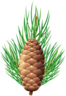 Pine Branch with Cone PNG Clipart