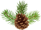 Pine Cone PNG Clip Art Image