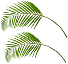 Palm Leaves PNG Clip Art