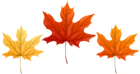 Autumn Leaves Transparent PNG Clip Art Image