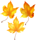 Beautiful Autumn Leaves PNG Clip Art