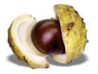 Chestnut PNG Picture