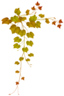 Fall Decorative Leaves PNG Image