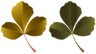 Leaves Set PNG Clipart