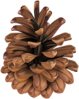 Pine Cone Clip Art PNG Image