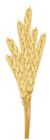 Stems Golden Wheat PNG Clipart