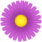 Daisy Violet Flower PNG Transparent Clipart