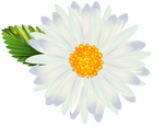 Decorative Flower Transparent Image