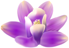 Exotic Orchid Purple PNG Transparent Clipart