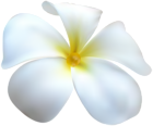Exotic White Flower Transparent Clip Art