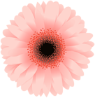 Flower PNG Clip Art Image