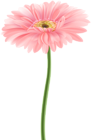 Gerbera Flower Pink PNG Clipart