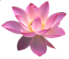 Lotus Clipart | Gallery Yopriceville - High-Quality Images ...