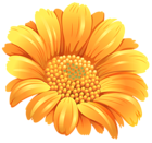 Orange Flower PNG Clipart Image