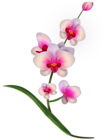 Orchid Clipart PNG Image | Gallery Yopriceville - High-Quality Images