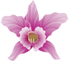 Orchid PNG Clipart Image