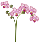Orchid Transparent Clip Art Image
