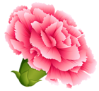 Pink Carnation PNG Clipart Image