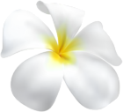 Plumeria Flower PNG Clipart