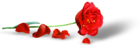 Poppy PNG Clipart Picture