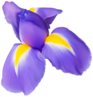 Purple Iris Flower PNG Clip Art Image