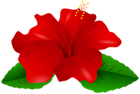 Red Hibiscus Transparent PNG Clip Art