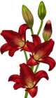 Red Lilium Clipart