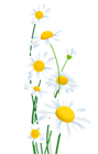 Transparent White Daisies PNG Clipart