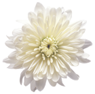 White Chrysanthemum Flower Transparent PNG Clip Art Image
