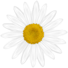 White Flower PNG Transparent Clipart