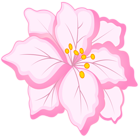 White Pink Flower PNG Clip Art Image