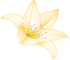 Yellow Lilium Flower PNG Clipart