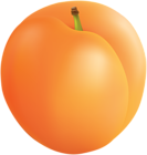 Apricot PNG Clip Art