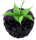 Blackberry PNG Clip Art Image