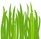 Grass Decor PNG Clipart Image