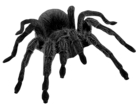 Haunted Black Spider PNG Picture