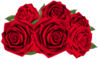 Beautiful Dark Red Roses PNG Clipart Image